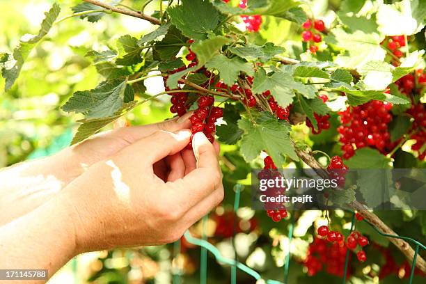 hands picking ecological red currant berries. - rode bes stockfoto's en -beelden