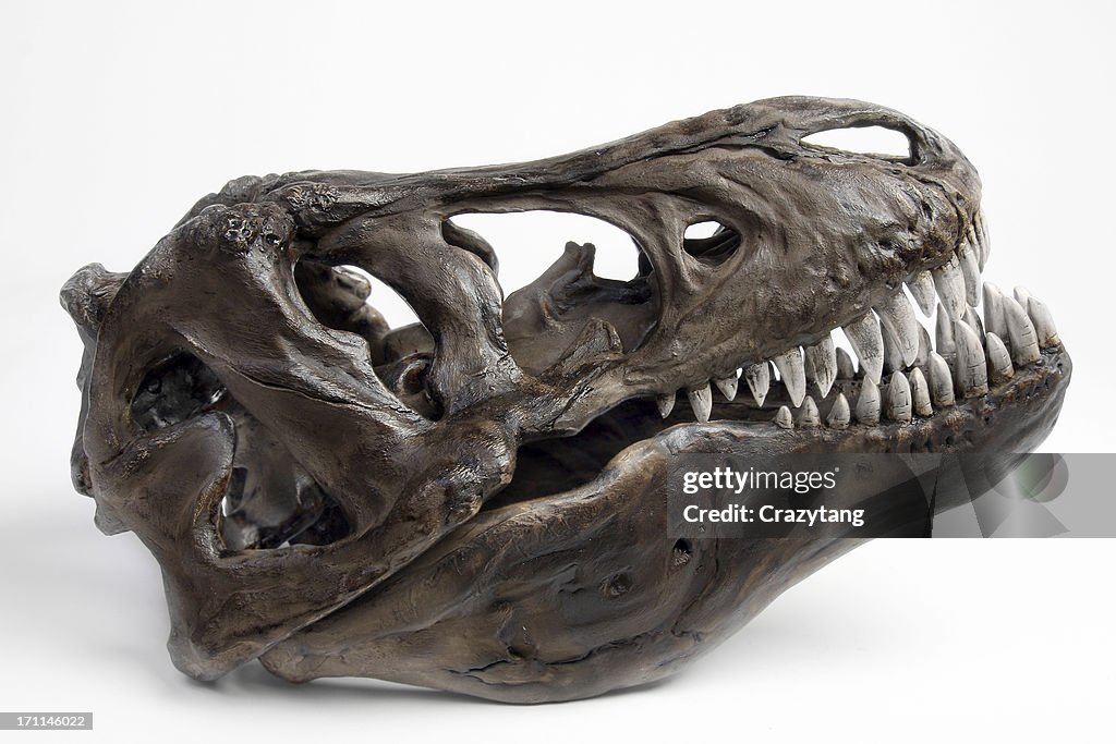 Fossiltrex head