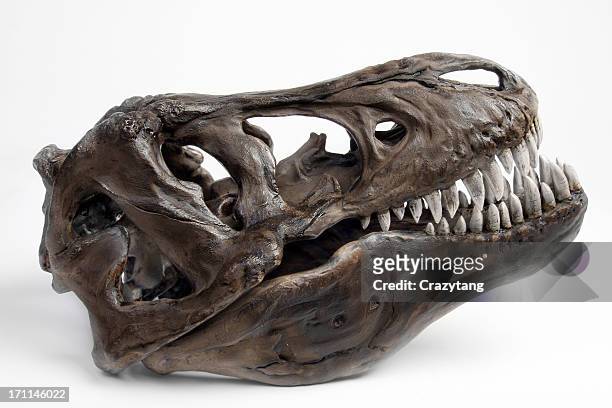 fossiltrex head - dinosaur bones stock pictures, royalty-free photos & images