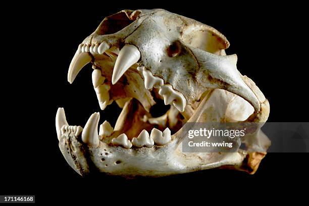 cougar skull.. side view - canine teeth stock pictures, royalty-free photos & images