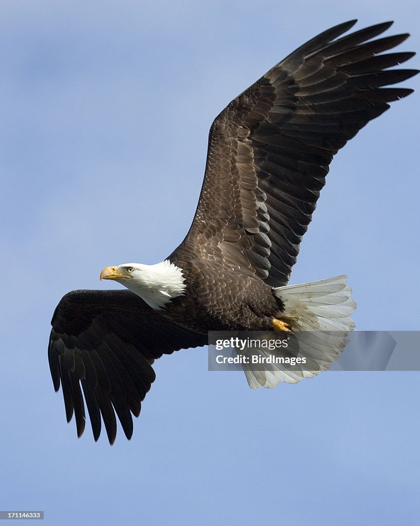 Bald Eagle in Flight - Alaska