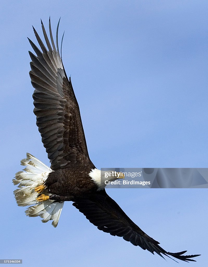 Bald Eagle in Flight - Alaska