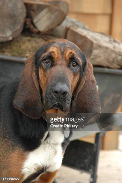 hound dog - bloedhond stockfoto's en -beelden
