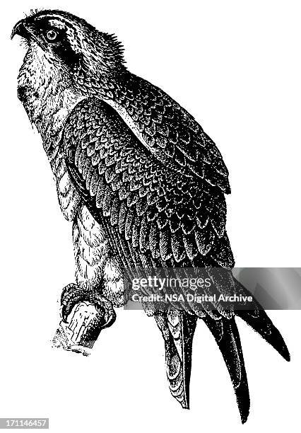 fish hawk | antique bird illustrations - hawk bird stock illustrations