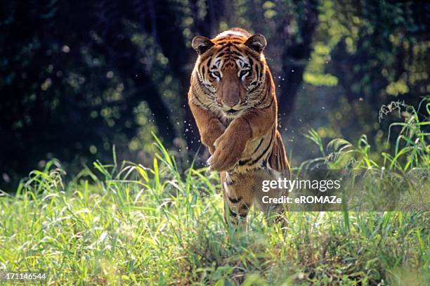 royal bengal tiger jumping through long green grass - a bengal tiger stockfoto's en -beelden