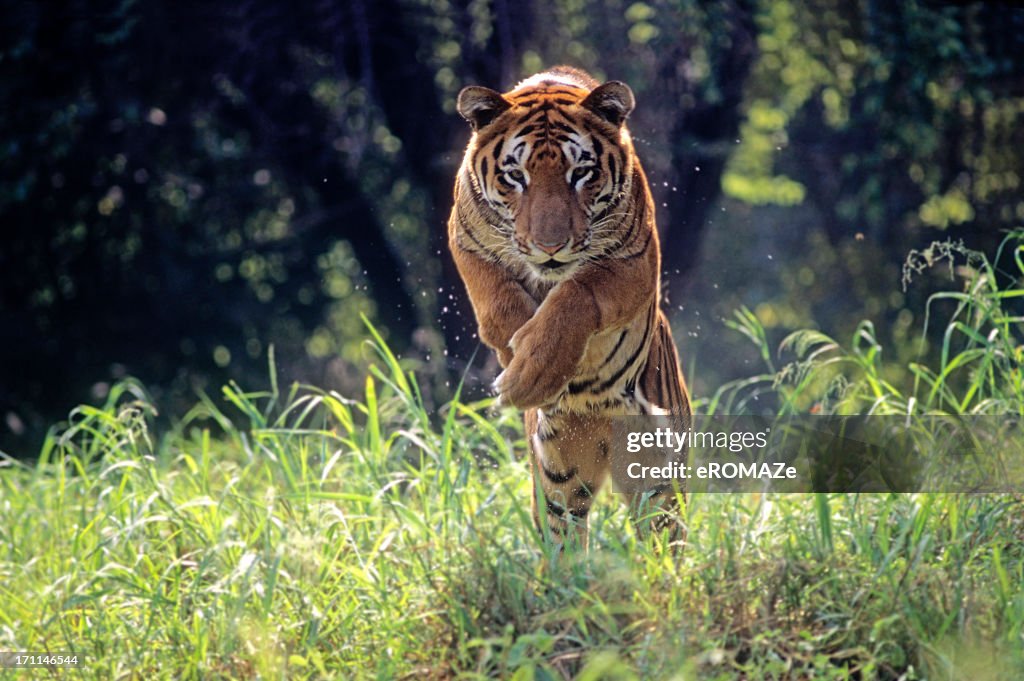 Royal Bengal Tiger jumping through long green grass