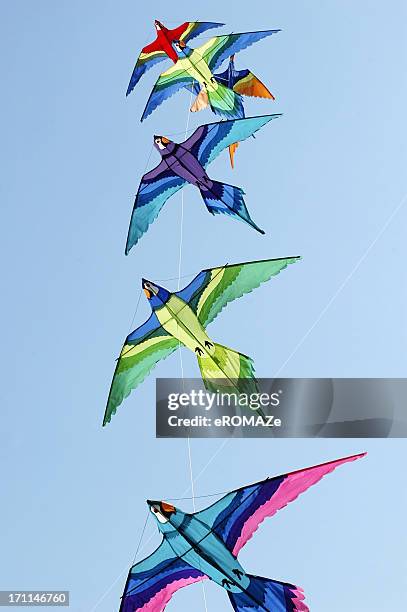 Flying Colorfull Things 10,357 Colorful Bird Flying Stock Photos, High-Res Pictures, and Images ...