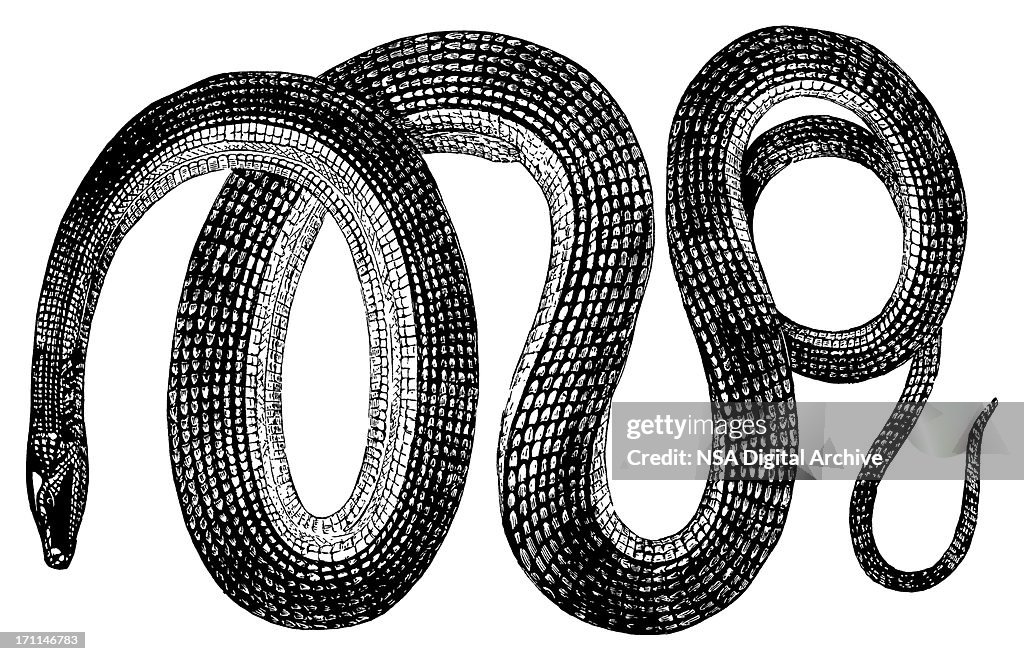 Serpiente de vidrio/antigüedades de ilustraciones de animales