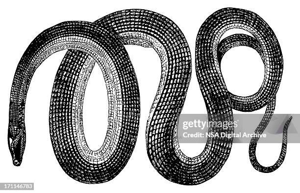 glass snake | antique animal illustrations - engraved image stock illustrations