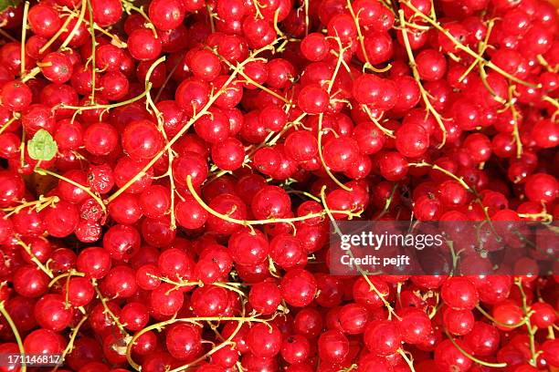 newly picked organic red currants - currant fruit stock pictures, royalty-free photos & images