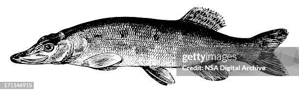 stockillustraties, clipart, cartoons en iconen met pike i antique animal illustrations - pike fish