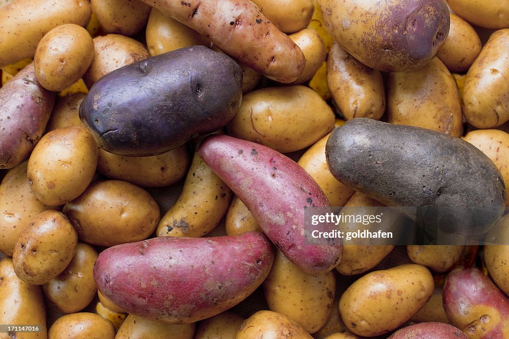 Biodiversity - variety of potatoes