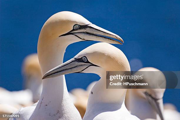 northern gannets - gaspe peninsula stock pictures, royalty-free photos & images