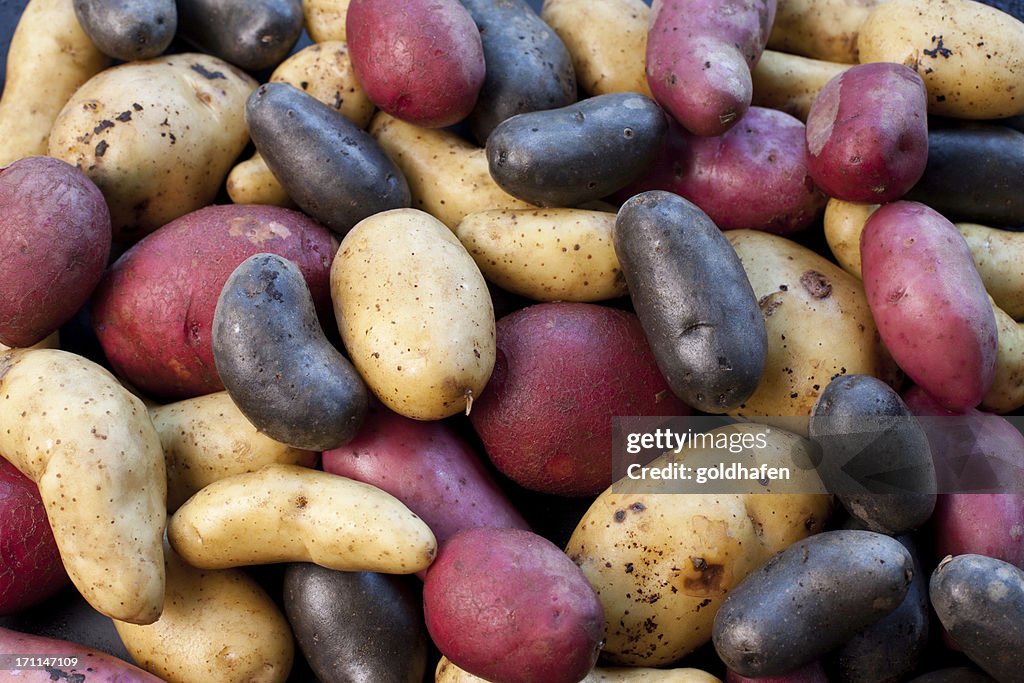 Biodiversity - variety of potatoes