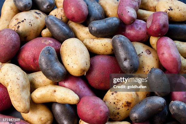 a biodiversidade-variedade de batatas - batata crua imagens e fotografias de stock