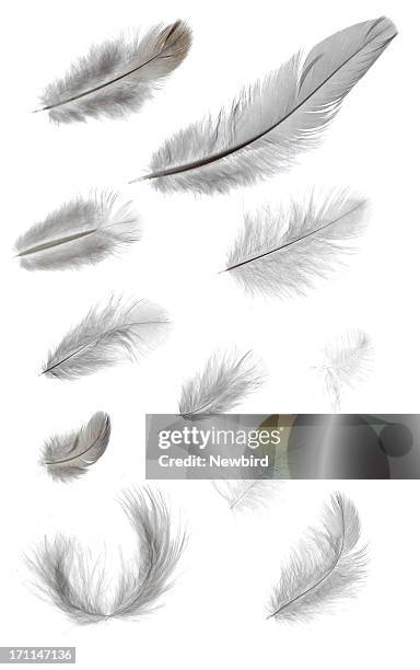 feathers - feather stock pictures, royalty-free photos & images