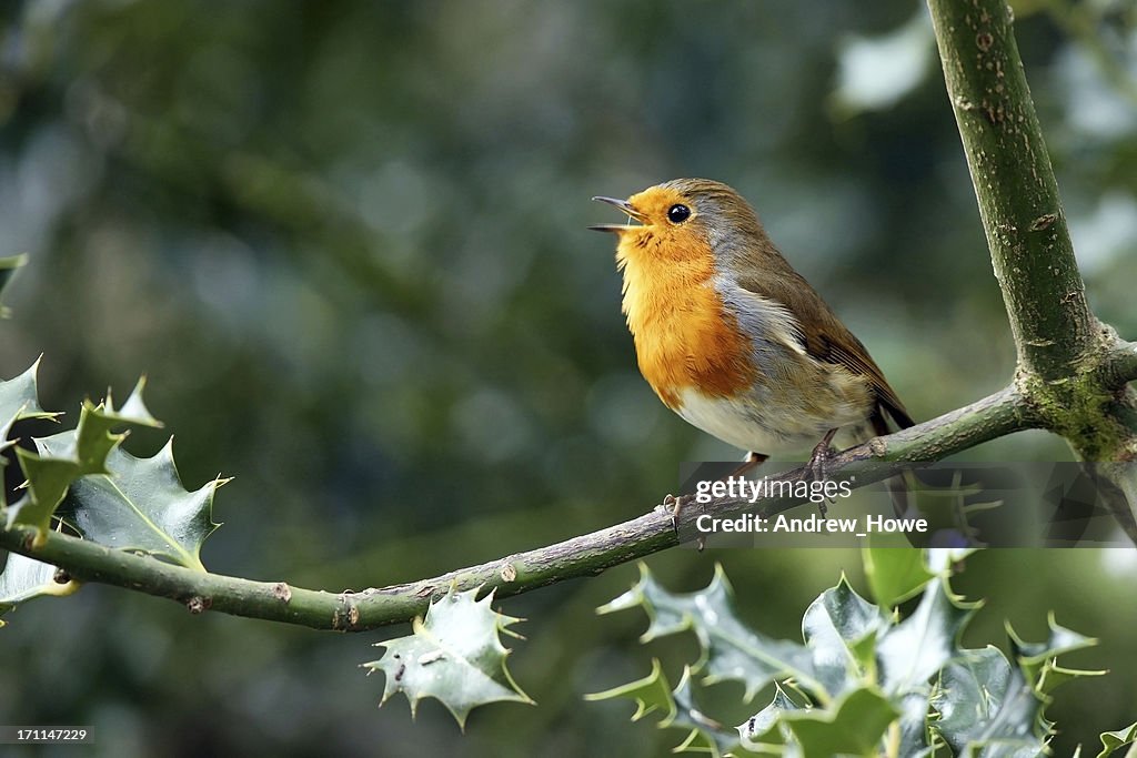 Robin (Erithacus rubecula)