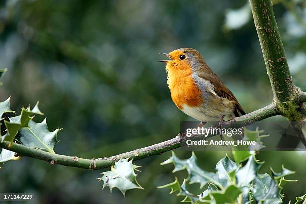 robin (erithacus rubecula) - rouge gorge photos et images de collection