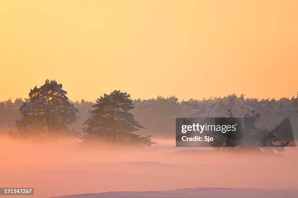 moody winter landscape - veluwe stock pictures, royalty-free photos & images