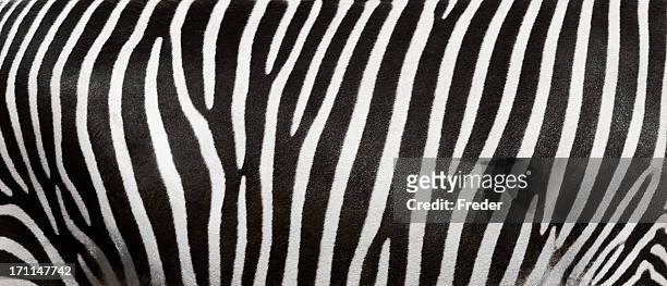 zebrastreifen-streifen - zebramuster stock-fotos und bilder