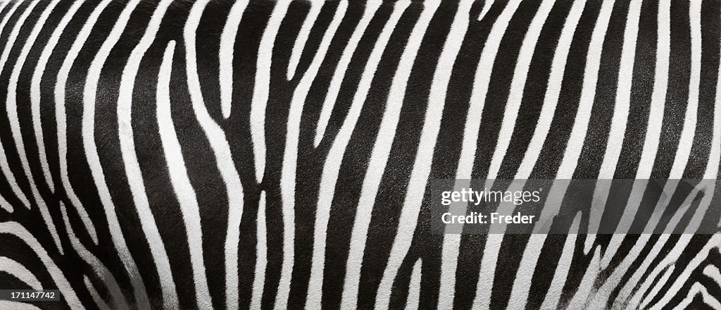 Zebra stripes