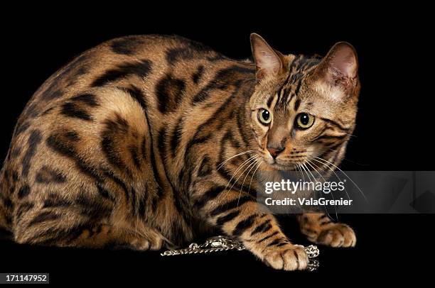 bengal cat crouches and guards a gold necklace - brown spotted bengal stock pictures, royalty-free photos & images