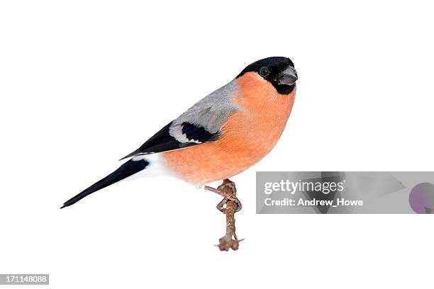 bullfinch (pyrrhula-pyrrhula) - bull finch stock pictures, royalty-free photos & images