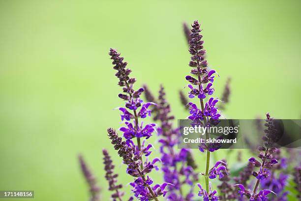 salvia nemorosa - sage stock pictures, royalty-free photos & images