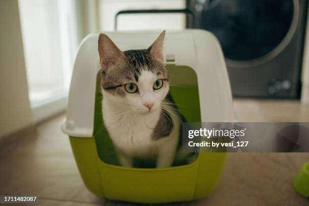 domestic cat using the litter box - urine stock pictures, royalty-free photos & images