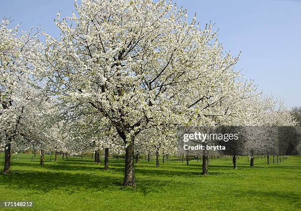 blühenden orchard - apfelbaum blüte stock-fotos und bilder