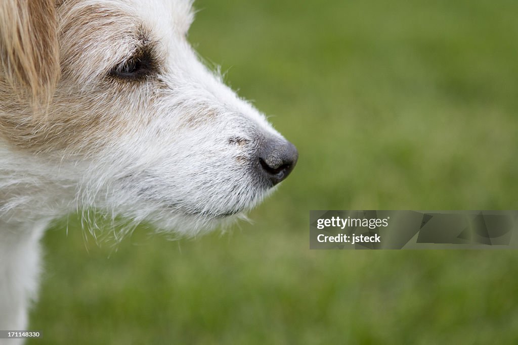 Horizontal Portrait of Jack Russell Terrier