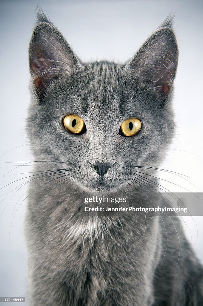 Russian Blue Kitten