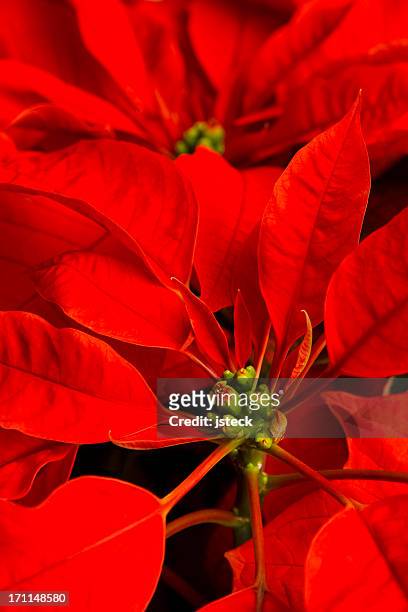closeup of christmas poinsettia plant - kerstroos stockfoto's en -beelden
