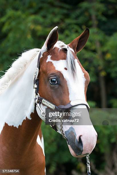 paint horse kopf schuss, herrlichen einjährigen in silber mit neckholder-ausschnitt - paint horse stock-fotos und bilder