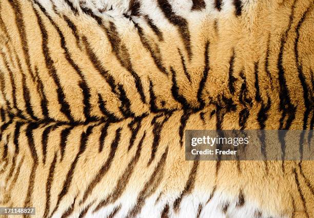 tiger fur - animal print stock pictures, royalty-free photos & images