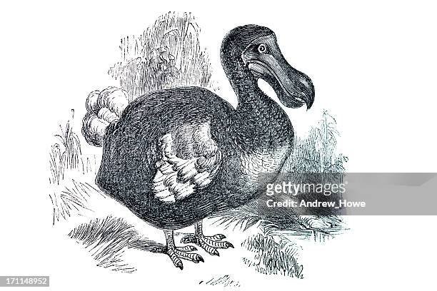 dodo illustration - dodo stock illustrations