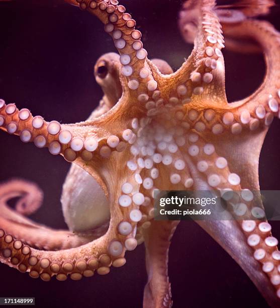 octopus and tentacular suckers - octopus aquarium stock pictures, royalty-free photos & images