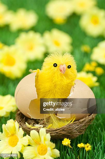 ostern chick - - chicken decoration stock-fotos und bilder