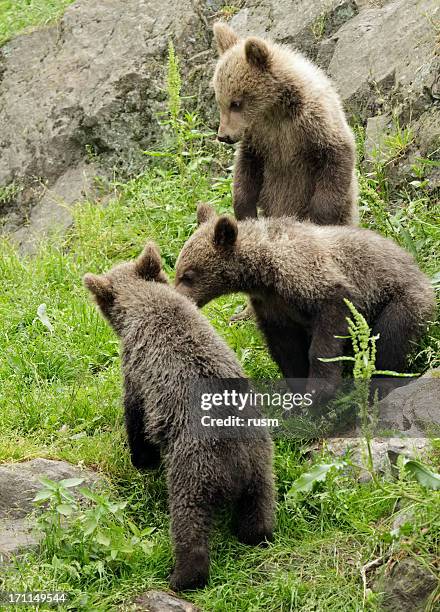 Three Beears The Three Bears Photos and Premium High Res Pictures - Getty Images