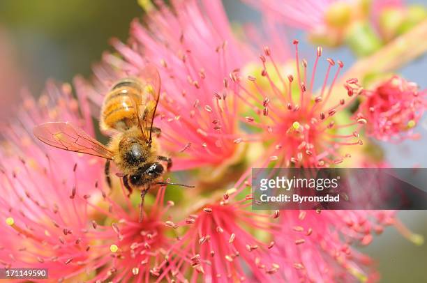 honey bee - flowers australian stock pictures, royalty-free photos & images