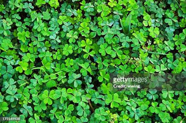 shamrock clover natural  background - st patricks background stock pictures, royalty-free photos & images