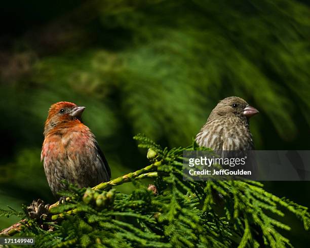 house finch pair in cedar tree - house finch stock pictures, royalty-free photos & images