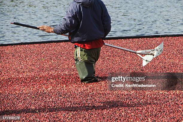 ernten-tool - cranberry harvest stock-fotos und bilder