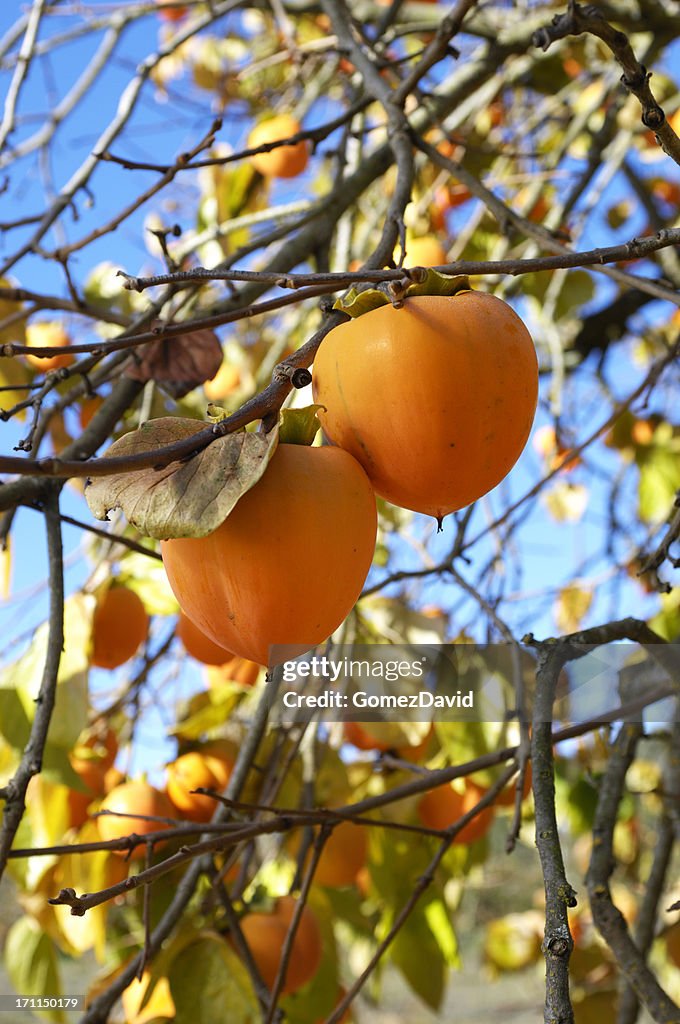 Bio-Kaki Obst auf Tree Branch