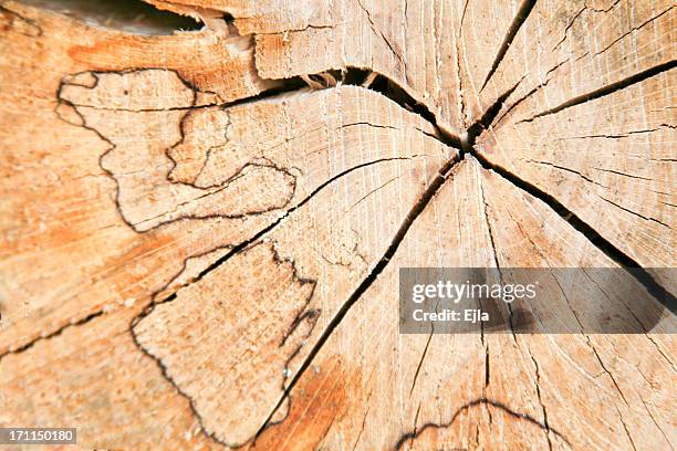 3,120 Round Log Stock Photos, High-Res Pictures, and Images - Getty Images