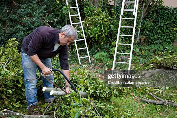 484 Tree Pruning Ladder Stock Photos, High-Res Pictures, and Images ...
