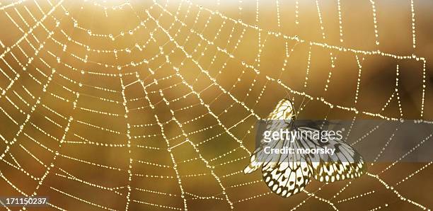 web - trapped in the web stock pictures, royalty-free photos & images