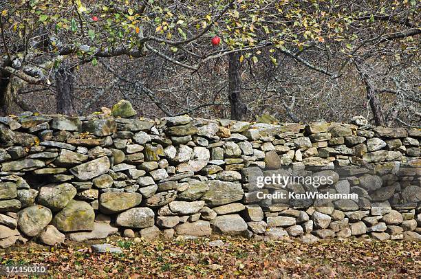 l'ultimo frutto di questa stagione - muro di pietra foto e immagini stock