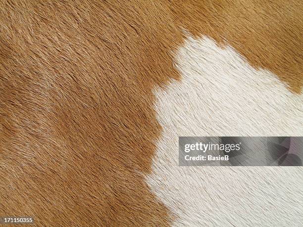 cuero de vaca - cerda-pelo-de-animal fotografías e imágenes de stock