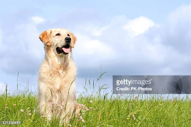 golden retriever portrait - prairie dog photos et images de collection